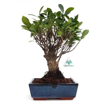 Ficus retusa - 32 cm