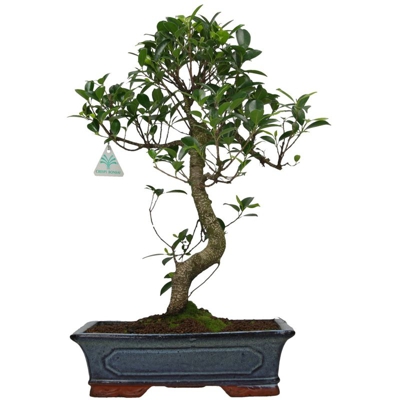 Ficus retusa - 52 cm