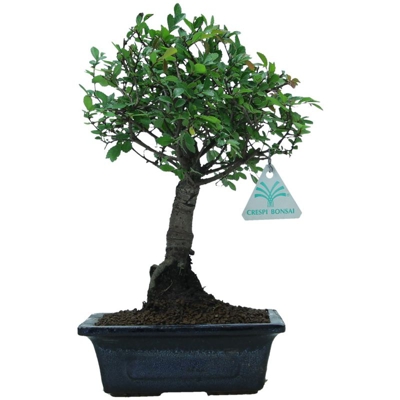 Zelkova nire - Olmo - 28 cm