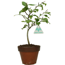 Bonsai da esterno Fagus crenata - faggio - 28 cm características