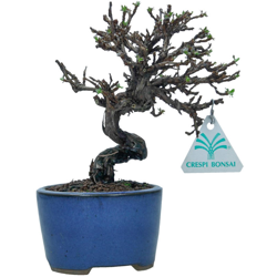 Bonsai da esterno Potentilla fruticosa - 20 cm características