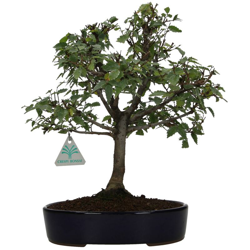 Zelkova serrata - Olmo - 34 cm precio