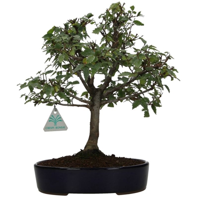Zelkova serrata - Olmo - 34 cm