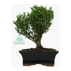 Buxus harlandii - Bosso - 24 cm características
