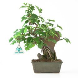 Bonsai da esterno Morus australis - Gelso - 30 cm características