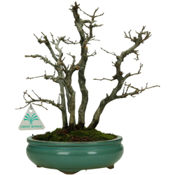 Bonsai da esterno Carpinus turczaninowii - 30 cm precio