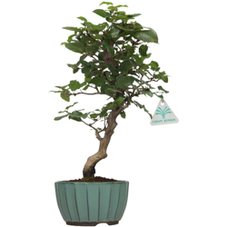 Carpinus turczaninowii - Carpino - 35 cm características