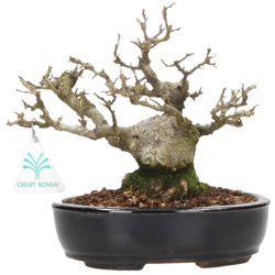 Bonsai da esterno Ilex serrata - agrifoglio - 17 cm precio