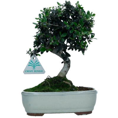 Bonsai da esterno Olea europaea sylvestris - 23 cm