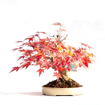 Bonsai da esterno Acer palmatum Viridis - acero - 26 cm