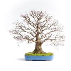 Bonsai da esterno Acer palmatum viridis - acero - 77 cm precio