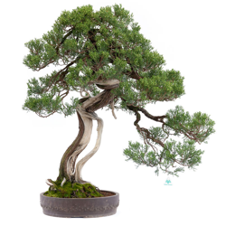 Bonsai da esterno Juniperus chinensis - ginepro - 100 cm precio
