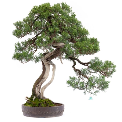 Bonsai da esterno Juniperus chinensis - ginepro - 100 cm