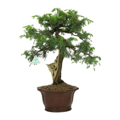 Bonsai da esterno Juniperus rigida - Ginepro ad aghi - 46 cm