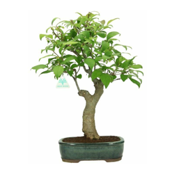 Bonsai da esterno Ilex serrata - agrifoglio - 41 cm precio