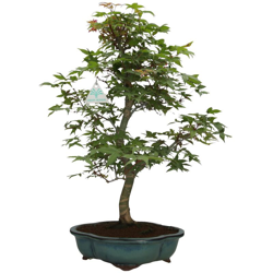 Acer palmatum Deshojo - acero - 55 cm precio
