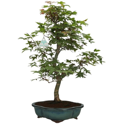 Acer palmatum Deshojo - acero - 55 cm