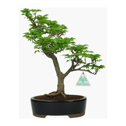 Bonsai da esterno Acer palmatum Shishigashira - 32 cm en oferta