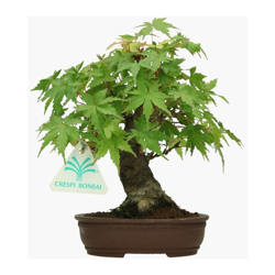 Bonsai da esterno Acer palmatum Viridis - acero - 19 cm precio