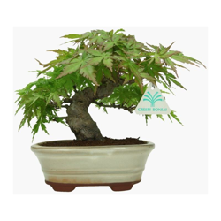 Bonsai da esterno Acer palmatum Viridis - acero - 21 cm en oferta