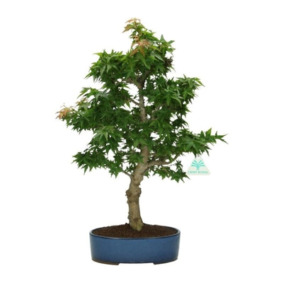 Bonsai da esterno Acer palmatum Kotohime - acero - 47 cm