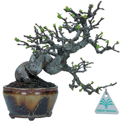 Bonsai da esterno Pseudocydonia Karin - Melocotogno - 22 cm