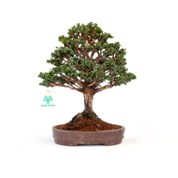 Bonsai da esterno Chamaecyparis obtusa - falso cipresso - 23 cm precio