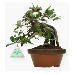Bonsai da esterno Elaeagnus pungens - Olivagno pungente - 19 cm precio