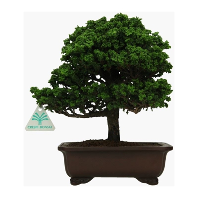 Bonsai da esterno Chamaecyparis obtusa sekka - falso cipresso - 25 cm
