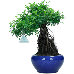 Bonsai da esterno Rosa - 31 cm características
