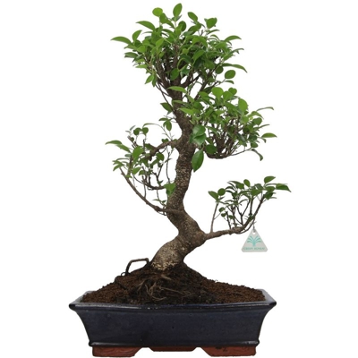 Ficus retusa - 58 cm