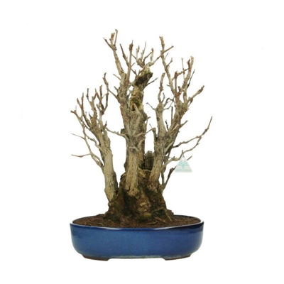 Bonsai da esterno Ginkgo biloba - 56 cm