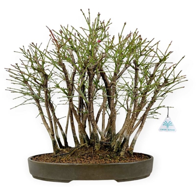 Euonymus - Evonimo - 50 cm