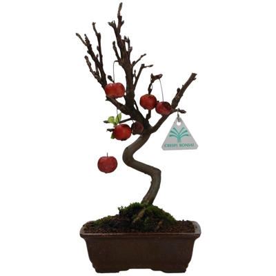 Malus everest - Melo - 32 cm