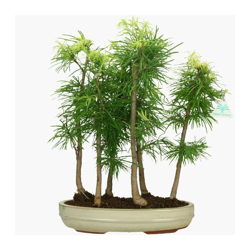 Bonsai da esterno Pseudolarix - Larice - 48 cm características