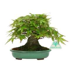 Bonsai da esterno Acer palmatum - acero - 17 cm en oferta