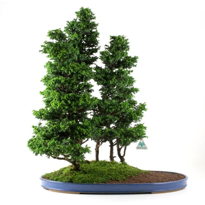 Bonsai da esterno Cryptomeria japonica - 69 cm