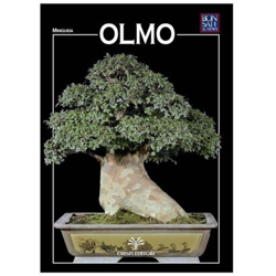 Olmo - Miniguida BONSAI & news precio