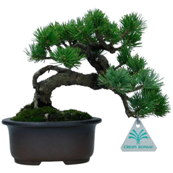 Bonsai da esterno Pinus pentaphylla - Pino - 19 cm precio