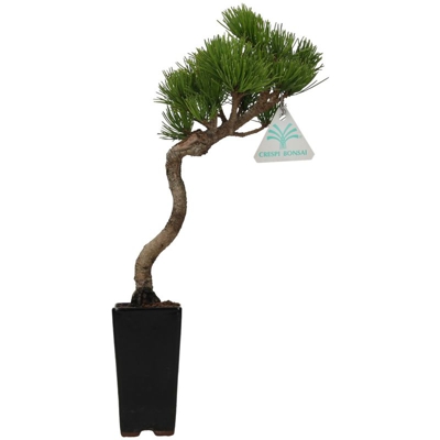 Pinus pentaphylla - Pino - 32 cm
