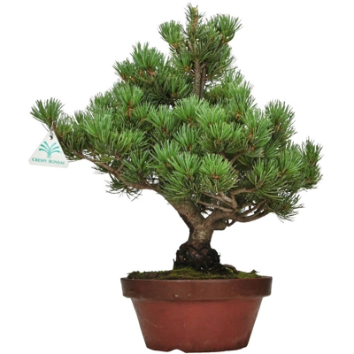 Pinus pentaphylla - Pino - 41 cm
