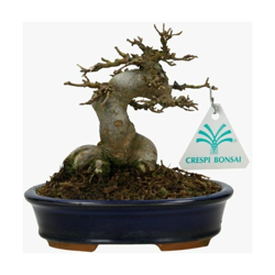 Bonsai da esterno Acer buergerianum - acero - 14 cm características
