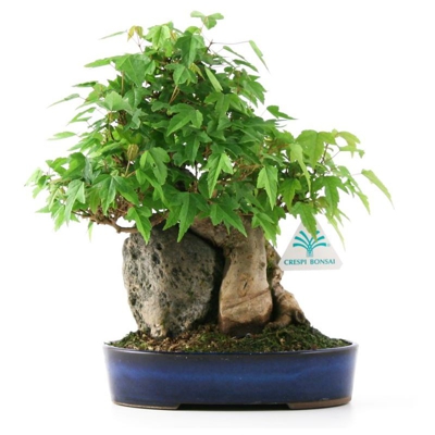 Bonsai da esterno Acer buergerianum - acero - 27 cm
