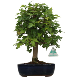 Acer buergerianum - acero - 33 cm características