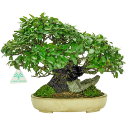 Bonsai da esterno Pyracantha - 23 cm características