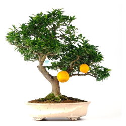 Bonsai da esterno Citrus myrtifolia - 56 cm en oferta