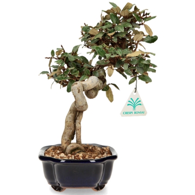 Bonsai da esterno Elaeagnus - Olivagno - 23 cm