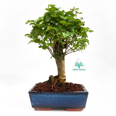 Ligustrum - Ligustro - 31 cm