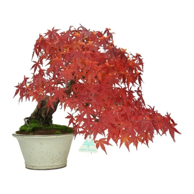 Bonsai da esterno Acer palmatum - acero - 28 cm