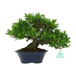 Bonsai da esterno Gardenia jasminoides - 27 cm en oferta